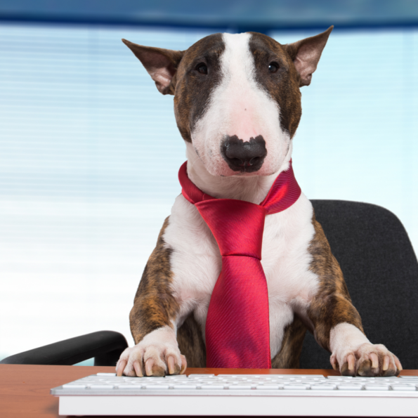 dog in front of keyboard